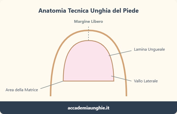 anatomia delle unghie dei piedi
